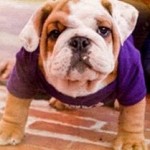 Bulldog puppy