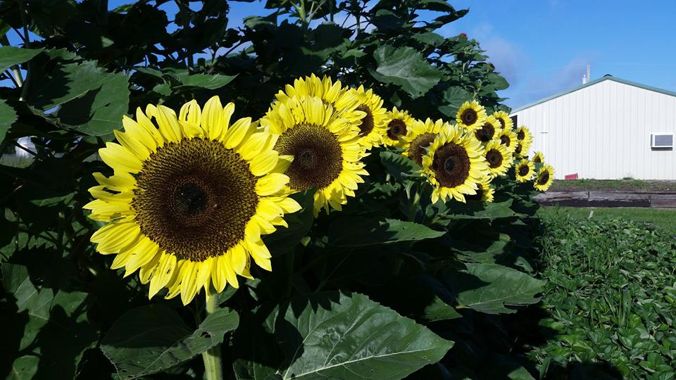 Sunflowers at Thousand Hills Farm