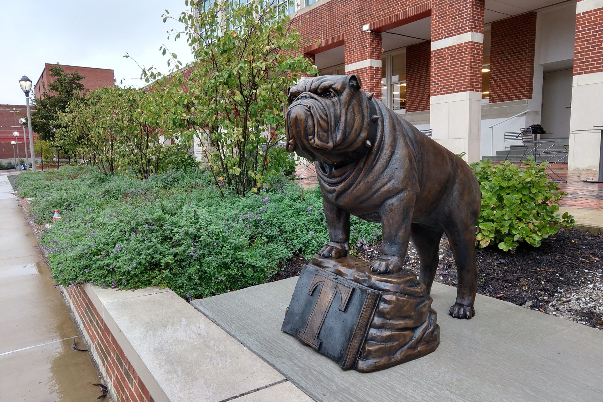 BulldogStatueInstal (48) (1)